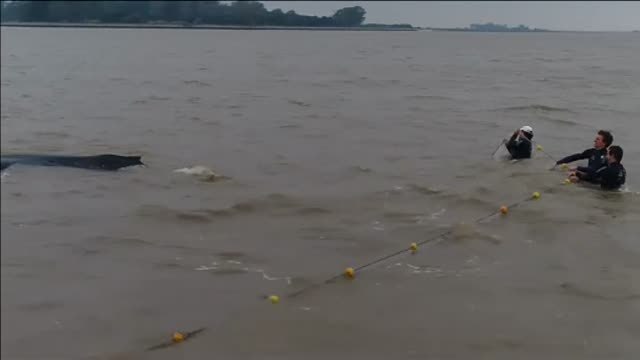 Liberan a una ballena jorobada atrapada en una red de pesca en aguas argentinas