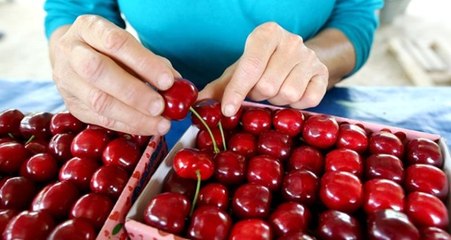 Kiraz ihracatında rekor gelebilir