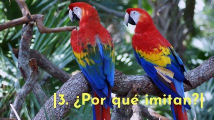 5 datos curiosos de los loros