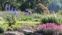 Le jardin Lilaveronica de Thanvillé ouvre ses portes aux visiteurs