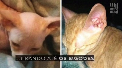 Comprou um gato Sphynx na Internet e conheceu uma triste realidade 7809