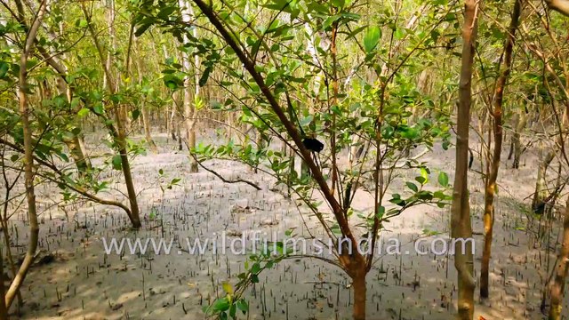 Sundarban - in a boat, On foot and with a fisherman, observing mangrove roots , tides and cargos. Datta River and Sudhannakhali watch tower and River , Bay of Bengal , West Bengal, India.