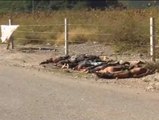 Encuentran 11 cadáveres decapitados en el estado mexicano de Guerrero