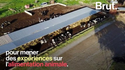 Les "vaches à hublot" : une pratique dénoncée par L214
