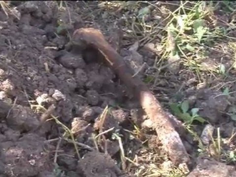 Los familiares de los estudiantes desapareciedos encuentran restos humanos