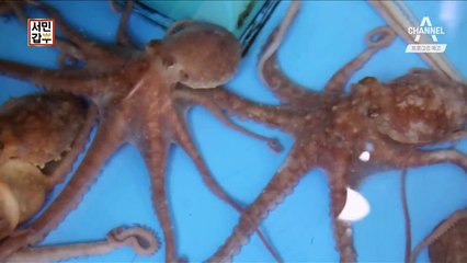 [예고] 낙지로 연 매출 10억! 남매의 수상한 후계자 수업이 시작됐다!