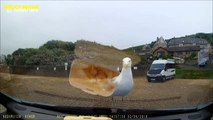 Hungry seagull attempts to eat chips through car window screen