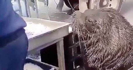Un lion de mer géant débarque dans une criée pour un petit casse-croûte