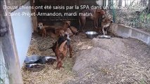 Douze chiens saisis dans un élevage de Saint-Préjet-Armandon (43)
