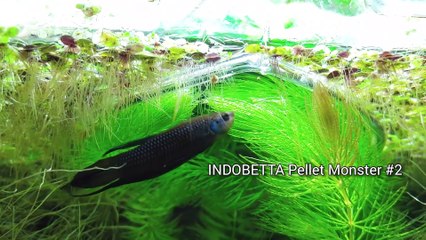 Ep.6 Sweet Potato Betta Tank (NEW Plants & Favorite Kartoffel Food) No filter, No CO2, NO ferts Nano