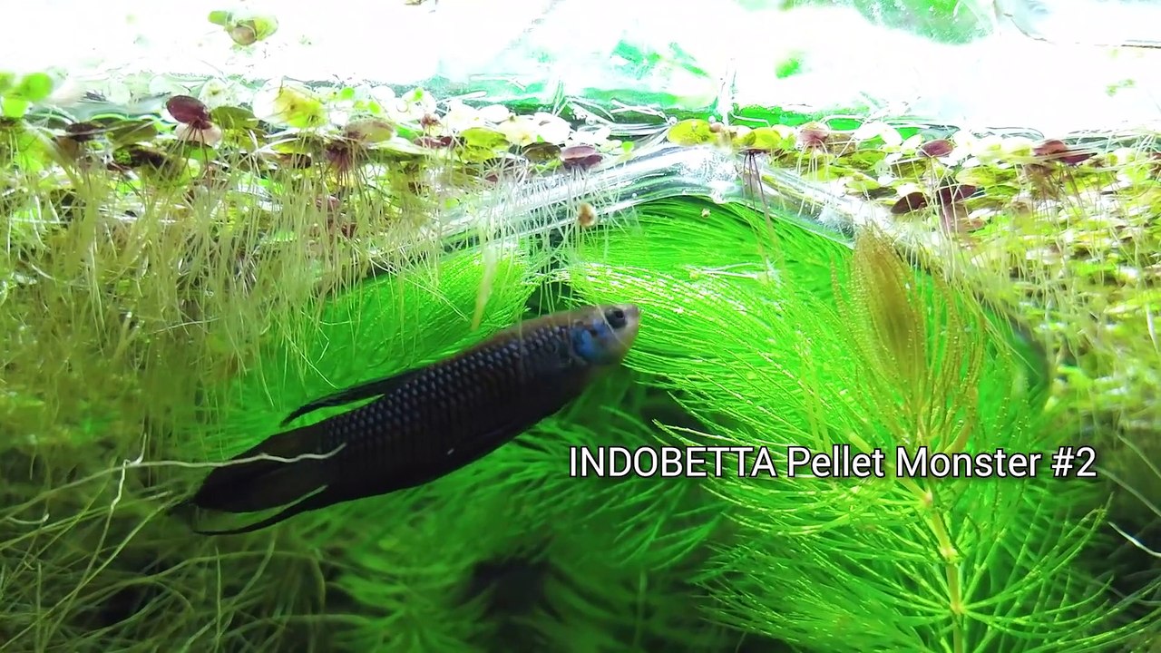 Ep.6 Sweet Potato Betta Tank (NEW Plants & Favorite Kartoffel Food) No filter, No CO2, NO ferts Nano