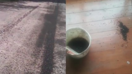 Des millions de mouches envahissent des villages en russie