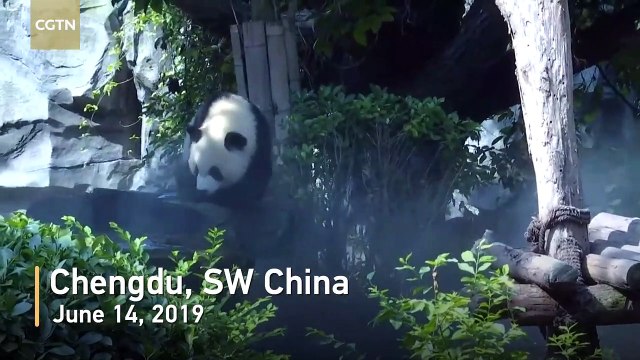 Les pandas géants forment une alliance avec des glaçons pour lutter contre la chaleur estivale