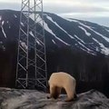 Un ours polaire perdu dans une ville de Russie, euthanasié puis transféré au zoo de Krasnoyarsk