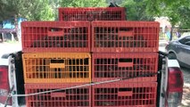 2 bin kınalı keklik doğaya salındı - UŞAK