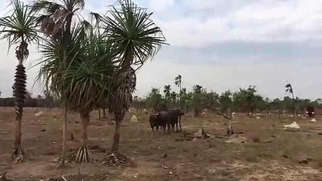 Il dit salut à un taureau.. et se fait charger !
