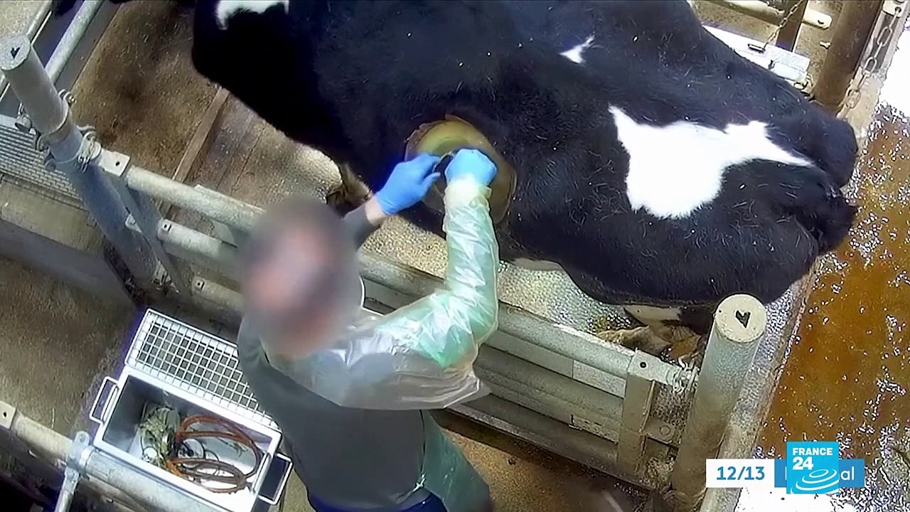 L214 dénonce la pose de hublots sur des vaches à des fins de recherche