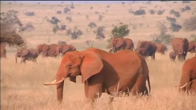 La inteligencia artificial, aliada de los elefantes.