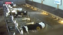 Vaches à hublot : L214 publie une nouvelle vidéo choc