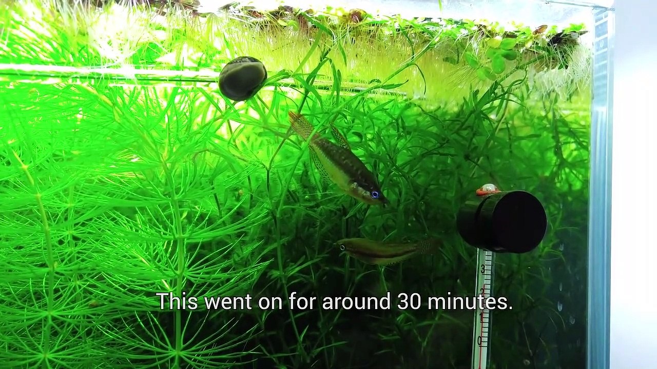 15th Month - (The Baby Becomes a MOM) NO filter, NO CO2, NO Ferts 5 Gallon Nano Tank