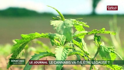 Le cannabis va-t-il être légalisé ?