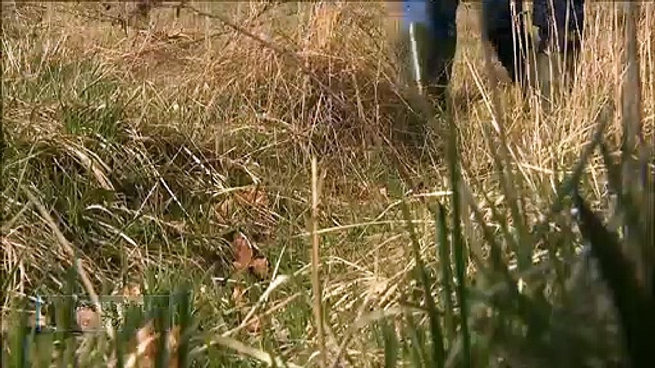 Biomixtur - Thomas Uhrskov i TV2 Bornholm - 29-03-2019