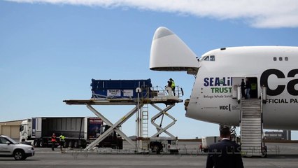 حوتا بيلوغا يصلان من شنغهاي إلى ايسلندا