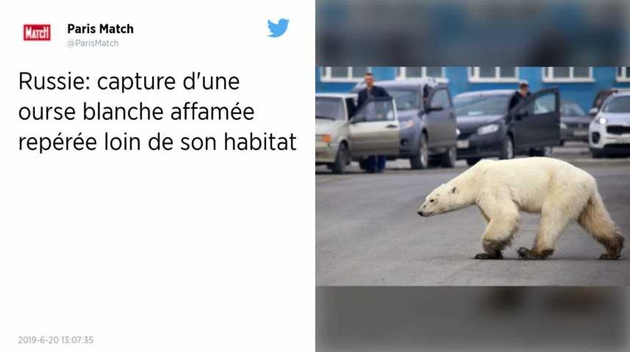 Russie : Capture de l’ourse blanche affamée qui avait été repérée loin de son habitat