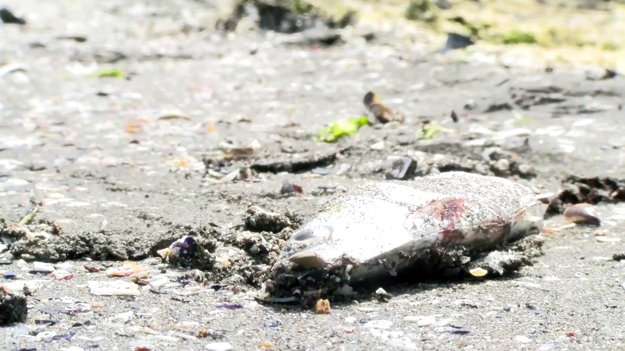 Poissons échoués à Varage : la cause n'est pas une pollution de l'Etang de Berre