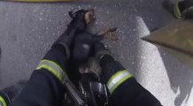 Bomberos de Córdoba salvan la vida a un perro inconsciente en un incendio