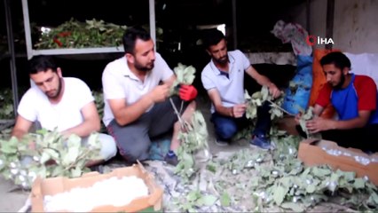 Atanamayınca İpek Böceği İşine Girdiler, Aylık 20 Bin Lira Kazanıyorlar
