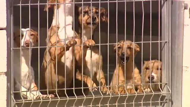 Los centros de acogida de animales, saturados por el abandono de perros y gatos