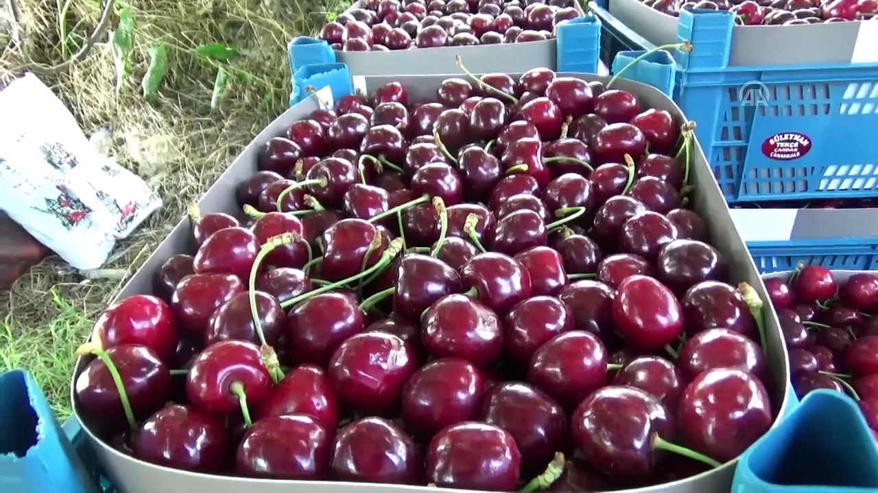 Çanakkaleli meyve üreticisinin yeni gözdesi 'Alman kirazı' - ÇANAKKALE