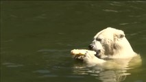 Fruta helada para refrescar a los osos polares de Berlín en plena ola de calor