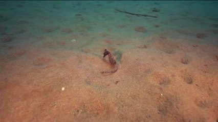 La ciudad artificial de los caballitos de mar está en un golfo de Grecia