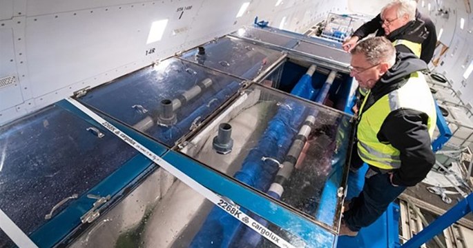 Deux bélugas vont quitter leur bassin chinois pour rejoindre un sanctuaire marin en Islande