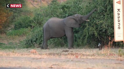 Botswana : la chasse à l’éléphant divise