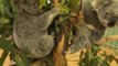Los koalas australianos se preparan para la visita de los líderes mundiales