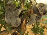 Los koalas australianos se preparan para la visita de los líderes mundiales