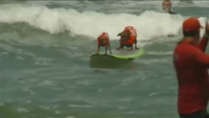 Download Video: California acoge una nueva edición del Campeonato de Surf para Perros