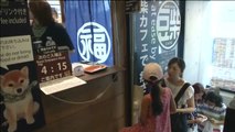 Café con mascotas: la nueva atracción turística en Tokio