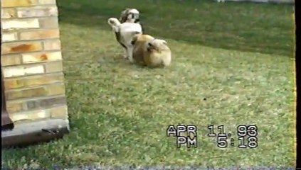 deny with pumkin & gizmo