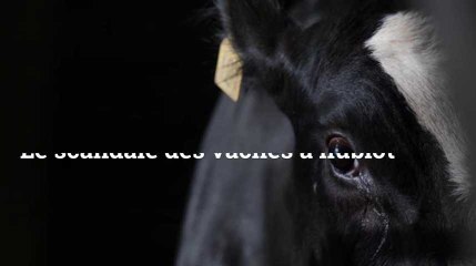 Le scandale des vaches à hublot