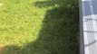 Dog Rolls on Grass Hilariously Trying to Catch Ball