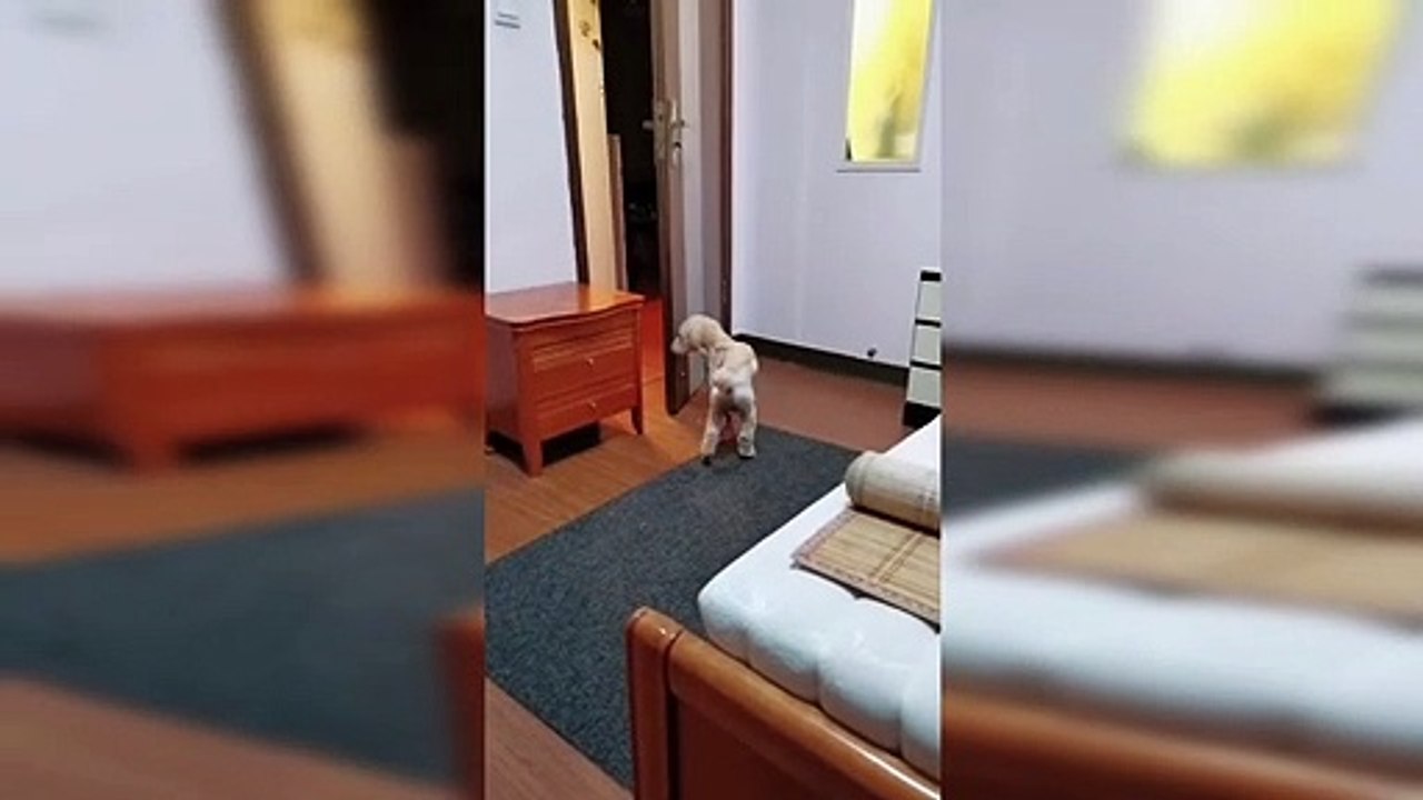 Intelligent dog follows owner's bedtime routine demands