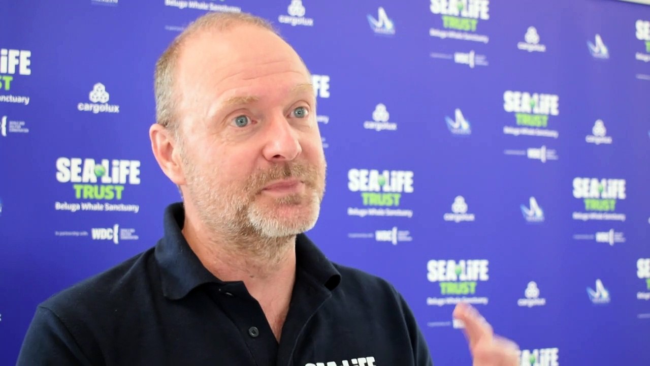 Beluga-Wale aus China finden neue Heimat in Island