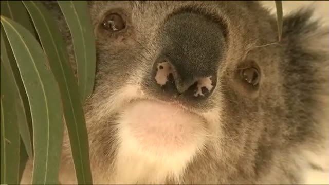Koalas en peligro en una isla de Australia