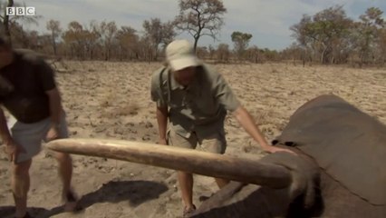 Bull Elephant Reveals an Ancient Migration Path - The Long Walk Home - BBC Earth