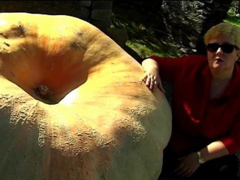 Calabazas gigantes de media tonelada