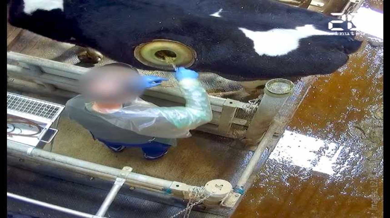 L'association L214 dénonce les expérimentations menées sur des vaches à hublot